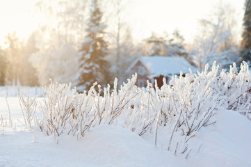 Rose bushes covered with newly fallen snow