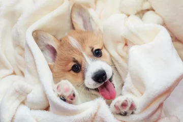 Fotobehang schattige zelfgemaakte corgi-puppy ligt in een witte pluizige deken grappig je tong uitsteken © nataba