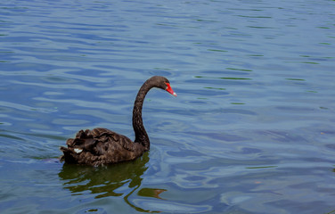 Naklejka premium swan on lake