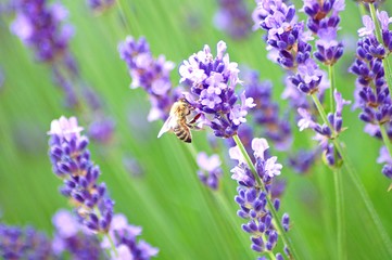 bee on lavender