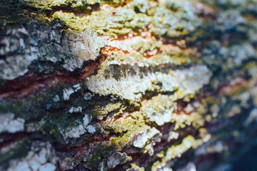 Texture of birch tree bark. Blur Background