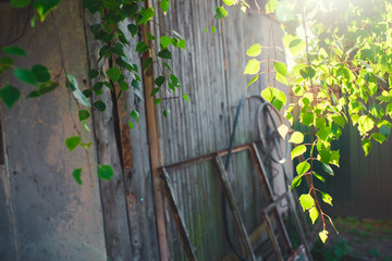 Green foliage of a birch tree under the sun on a summer day. Background is a wooden building.	