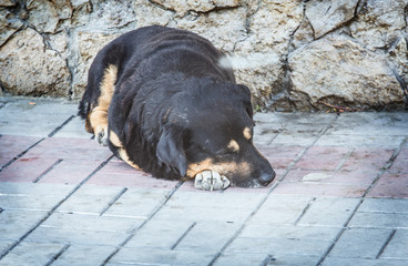 A homeless dog lies on the pavement.