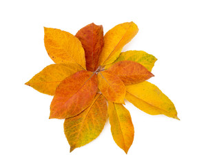 Colorful autumn leaves isolated on white background