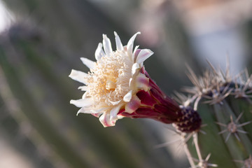 blooming white cactus flower