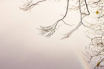 Kahle Äste vor grauem Himmel mit Regenbogen