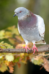 a wild pigeon (columba livia) perched on a branch