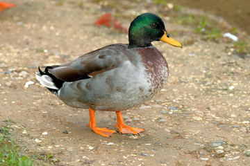 close-up of a mallard duck (Anas platyrhyncos)