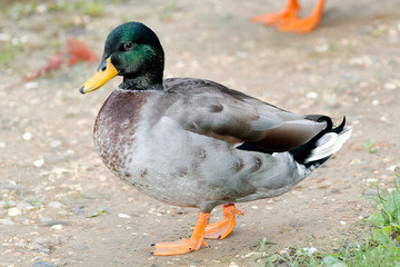 close-up of a mallard duck (Anas platyrhyncos)