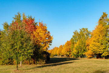 Naklejka premium Colorful autumn leaves in sunlight in Berlin, Germany