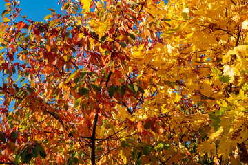 Colorful autumn leaves of a maple (Genus Acer) in sunlight in Berlin, Germany