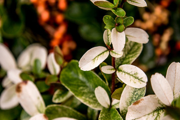 Белые листья