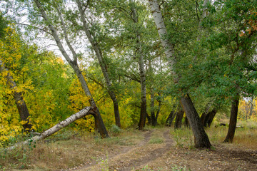 Fototapeta premium Beautiful landscape in deciduous forest. Path going through the forest. Forest screensaver on photo Wallpapers.