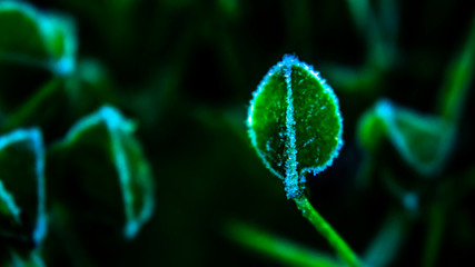 Иний на листе