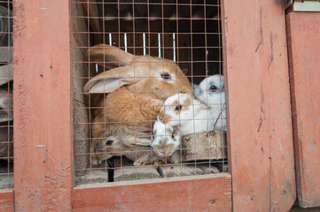 Obraz premium Rabbits sitting behind the net