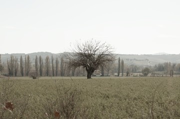 Isolated tree without leaves in the italian countryside (Pesaro, Italy, Europe)