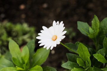 White african daisy without two petals eaten by insects (Pesaro, Italy, Europe)