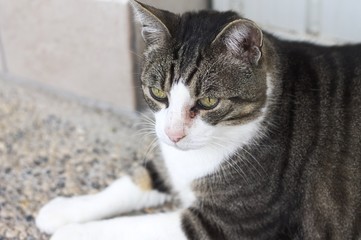 Isolated european cat with an eye inflammation (Pesaro, Italy, Europe)