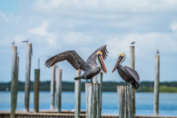 two Brown pelican (Pelecanus occidentalis) sitting on  pier poles on a sunny day  - Powered by Adobe