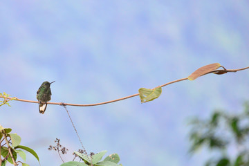 Ecuador cloud forest hummingbird