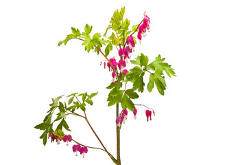 flowers broken heart isolated