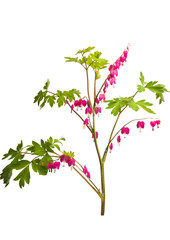 flowers broken heart isolated