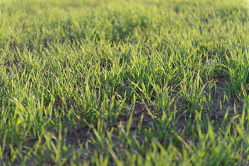 Green grass field