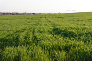 Green grass field