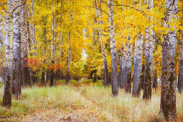 Beautiful autumn at forest of birches in Bogolyubovo