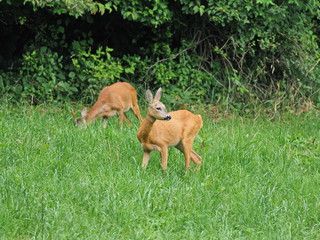 Rehbock und Schmalreh - Roebuck and wife