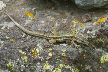 green lizard basking on a lichen-covered stone