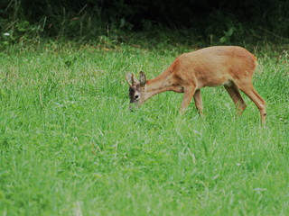 Rehbock beim Äsen - Roebuck while eating