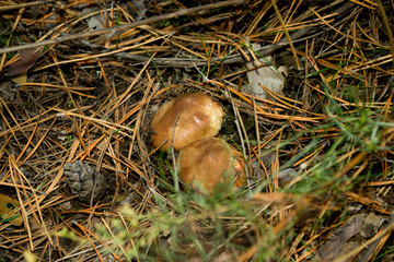 Beautiful, edible mushrooms for soup. Mushrooms in a pine forest. A trip on mushrooms in the fall.