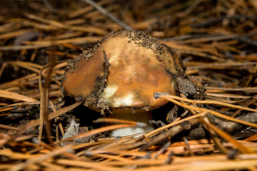 Beautiful, edible mushrooms for soup. Mushrooms in a pine forest. A trip on mushrooms in the fall.