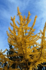 Fototapeta na wymiar Gingko mit gelben Blättern, Herbst ( Gingko biloba )