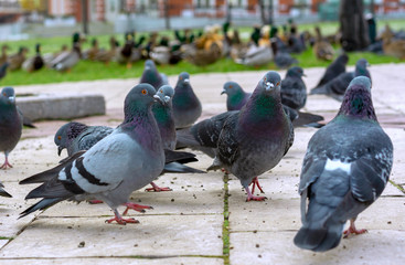 Group of gray pigeons in a city park.