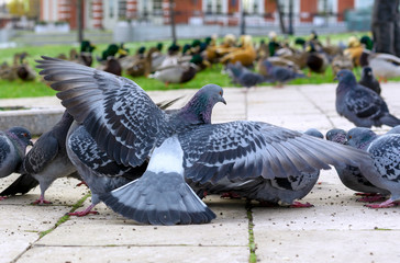 Group of gray pigeons in a city park.