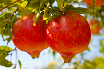 Delicious autumn fruit. Spanish red pomegranates.