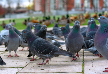 Group of gray pigeons in a city park.