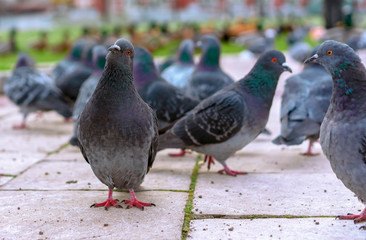 Group of gray pigeons in a city park.