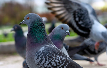 A pair of gray pigeons in a city park.