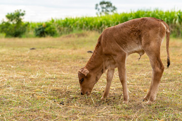 Naklejka na ściany i meble A very young male calf is chewing the grass