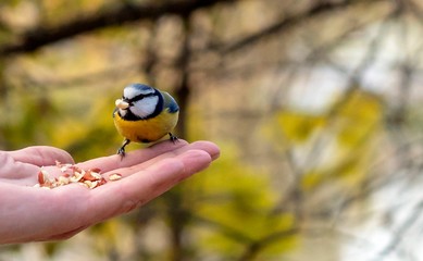 The beautiful titmouse eats a forage from hands of the person.