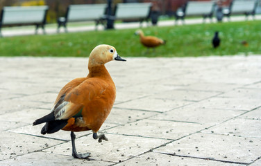 A brown duck walks in a city park.