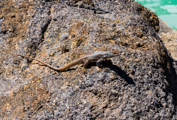 LAGARTO