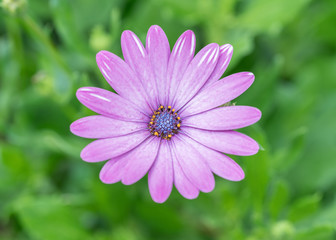 Obraz premium Purple Flower