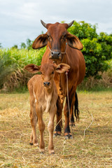A very young male calf with a female cow isolated in the field