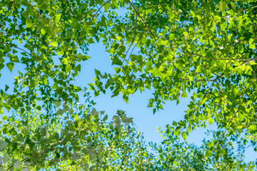 Background, screensaver of deciduous trees. Bright sunlight illuminating the trees. The top of the...