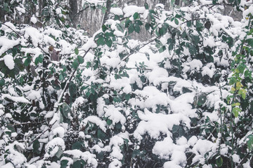 leaves of tree in winter