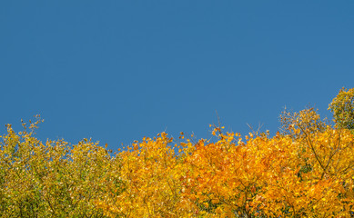 Fototapeta premium autumn tree detail with blue sky, Walddetail mit Himmel